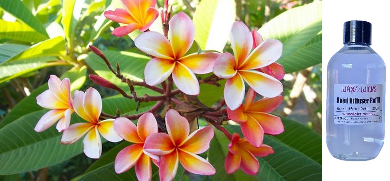 Wild Frangipani - Reed Diffuser Refill