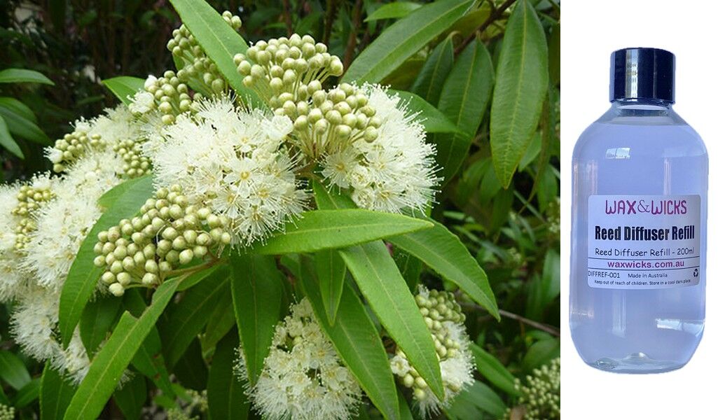 Lemon Scented Myrtle - Reed Diffuser Refill