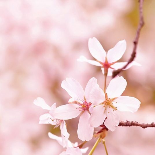 Cherry Blossom - Soy Wax Melts