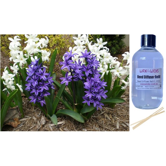 Blooming Hyacinth - Reed Diffuser Refill 