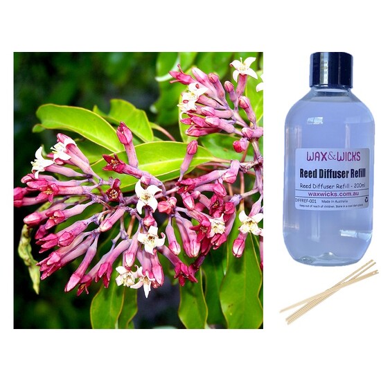 Sandalwood & Honeysuckle Leaf - Reed Diffuser Refill 