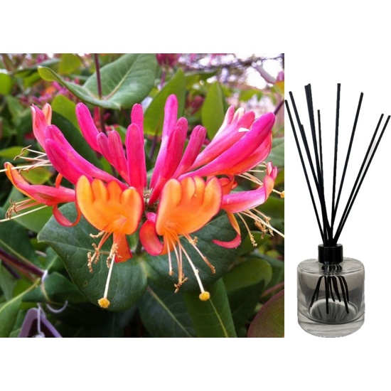 Golden Japanese Honeysuckle - Reed Diffuser