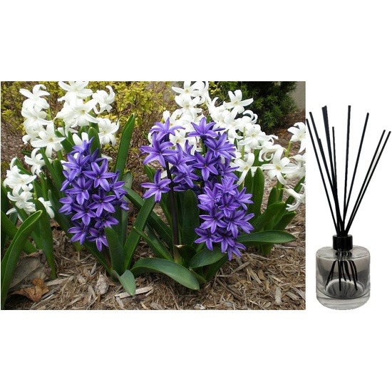 Blooming Hyacinth - Reed Diffuser