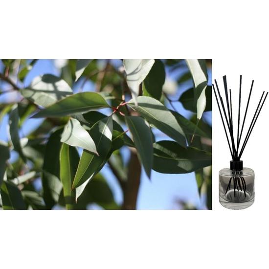 Eucalyptus Citriodora - Reed Diffuser