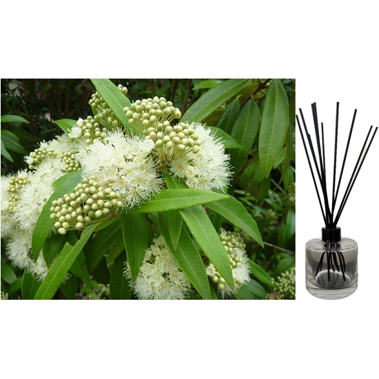 Lemon Scented Myrtle - Reed Diffuser