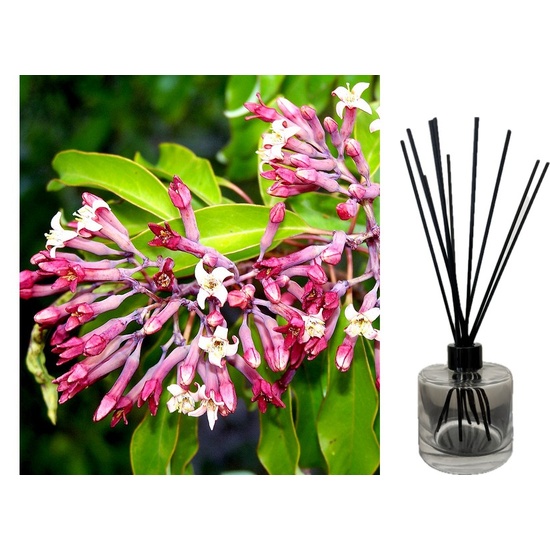 Sandalwood & Honeysuckle Leaf - Reed Diffuser