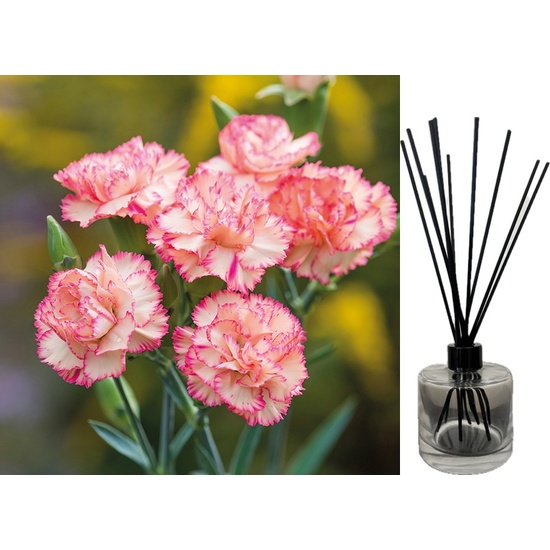 Carnation - Reed Diffuser