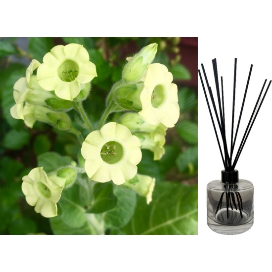 Tobacco Flower & Oak - Reed Diffuser