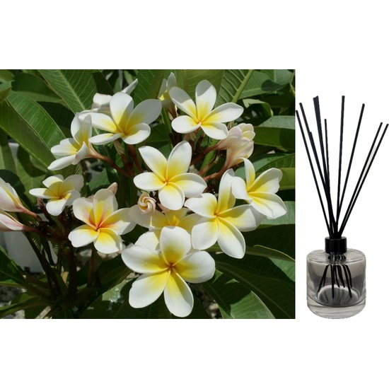 White Frangipani - Reed Diffuser