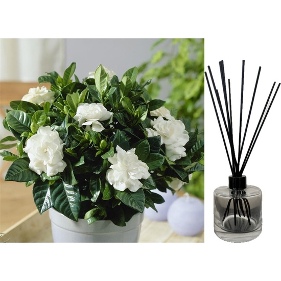 Gardenia & Wild Truffle - Reed Diffuser