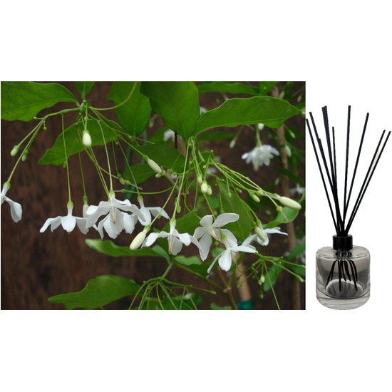 Jasmine Splash - Reed Diffuser