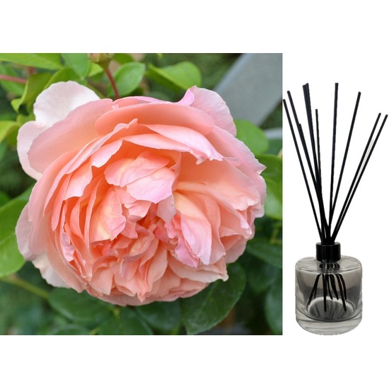 Peony Blossom & Peach Nectar - Reed Diffuser