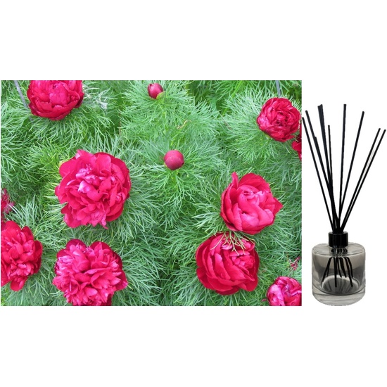 Peony Fern - Reed Diffuser