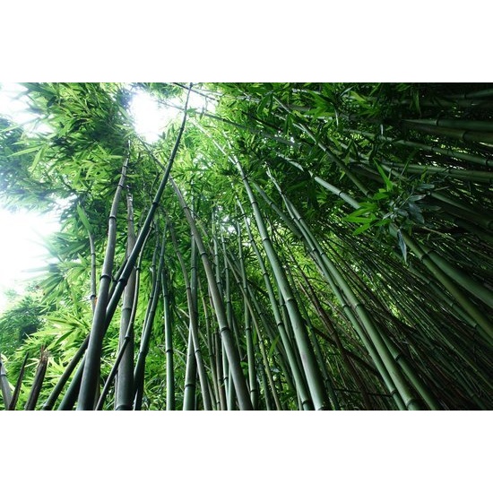 Bamboo & Musk - Fragrance Oil (55ml)
