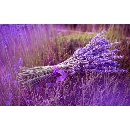 Lavender - Fragrance Oil (55ml)