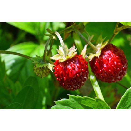 Wild Strawberry - Fragrance Oil (55ml)