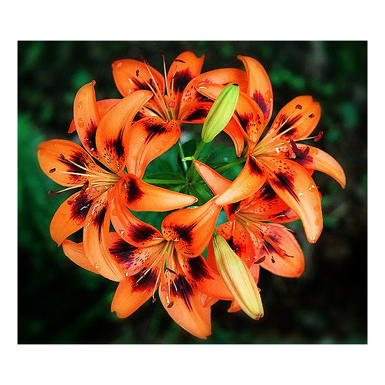 Tigerlily Blossom - Fragrance Oil (55ml)