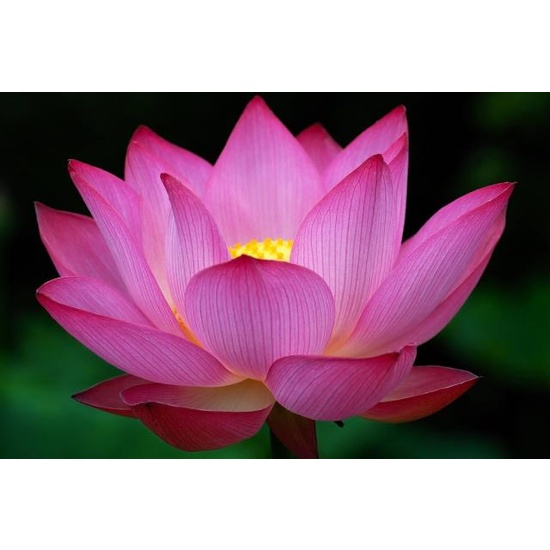 Lotus Flower - Fragrance Oil (55ml)