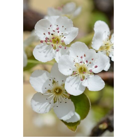 Pear Blossom - Fragrance Oil (250ml)