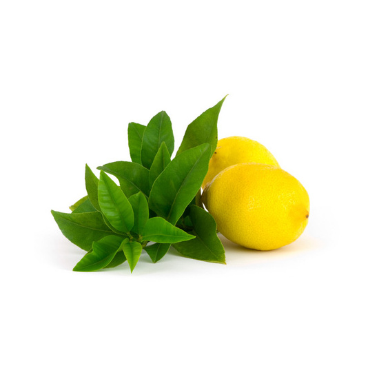 Lemon Verbena - Fragrance Oil (55ml)