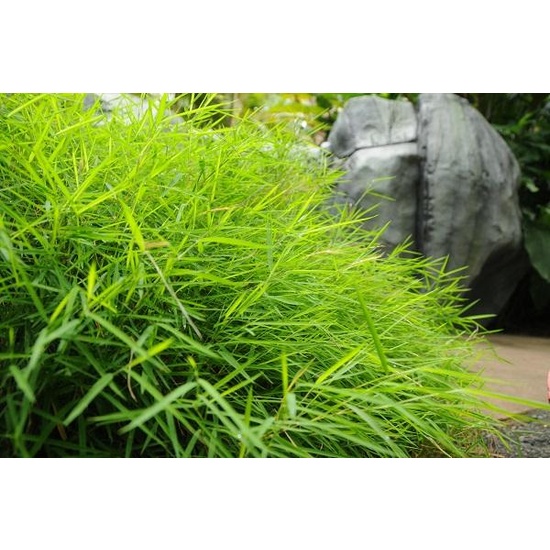 Australian Bamboo Grass - Fragrance Oil (55ml)