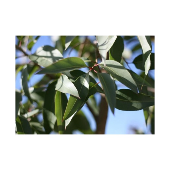 Eucalyptus Citriodora - Fragrance Oil (250ml)