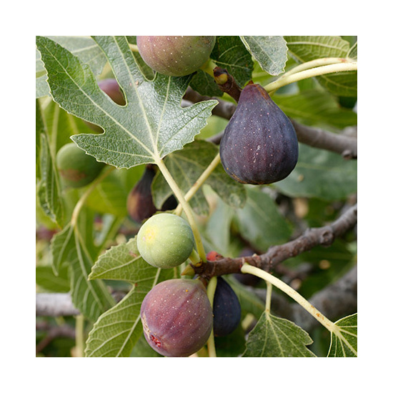 Fig Tree - Fragrance Oil (250ml)