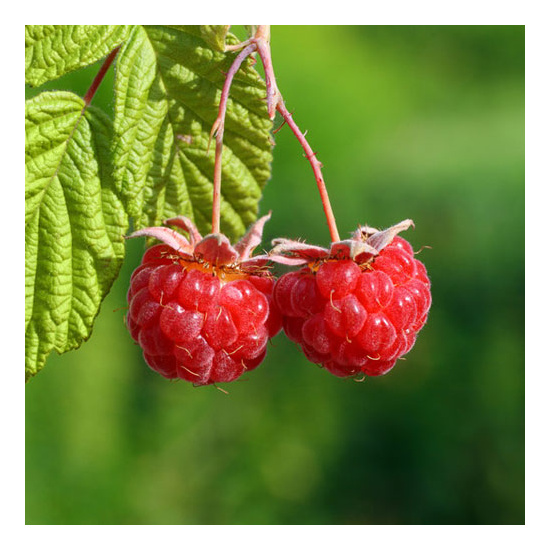 Ripened Raspberry - Fragrance Oil (55ml)