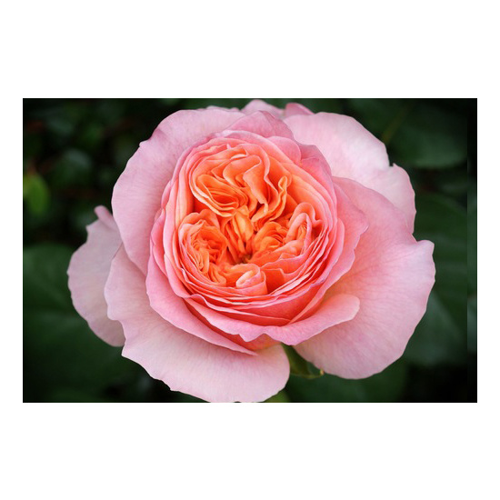 Rose Victorian - Fragrance Oil (250ml)