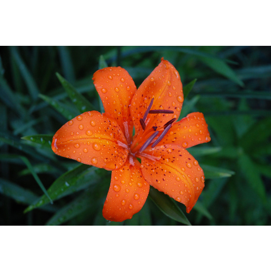 Tiger Lily & Patchouli - Fragrance Oil (250ml)