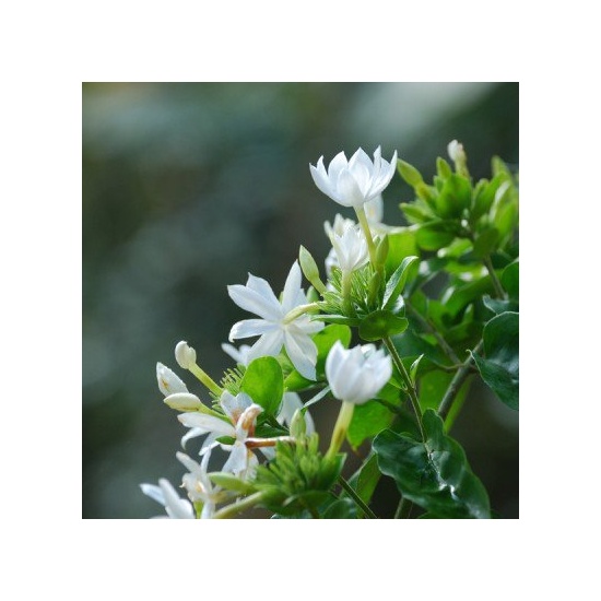 White Jasmine & Ivy - Fragrance Oil (250ml)