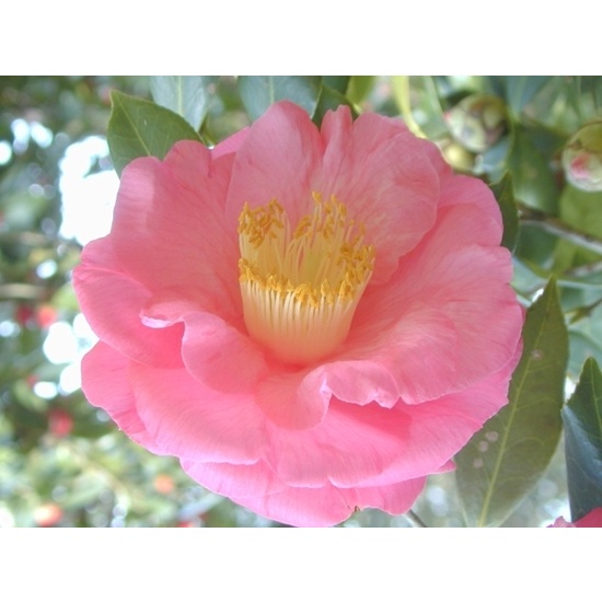 Camellia & Pink Lotus - Fragrance Oil (55ml)