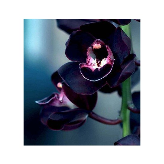 Ginger & Black Orchid - Fragrance Oil (55ml)