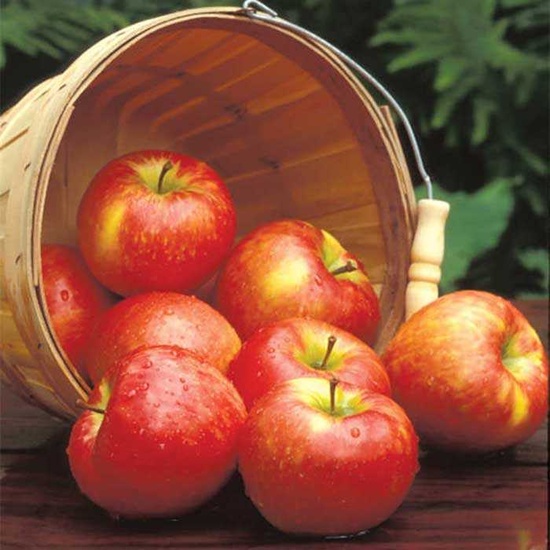 Apple & Honeycrisp - Fragrance Oil (250ml)