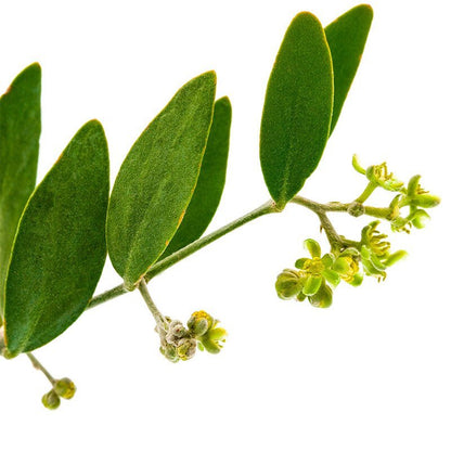Jojoba - Carrier Oil