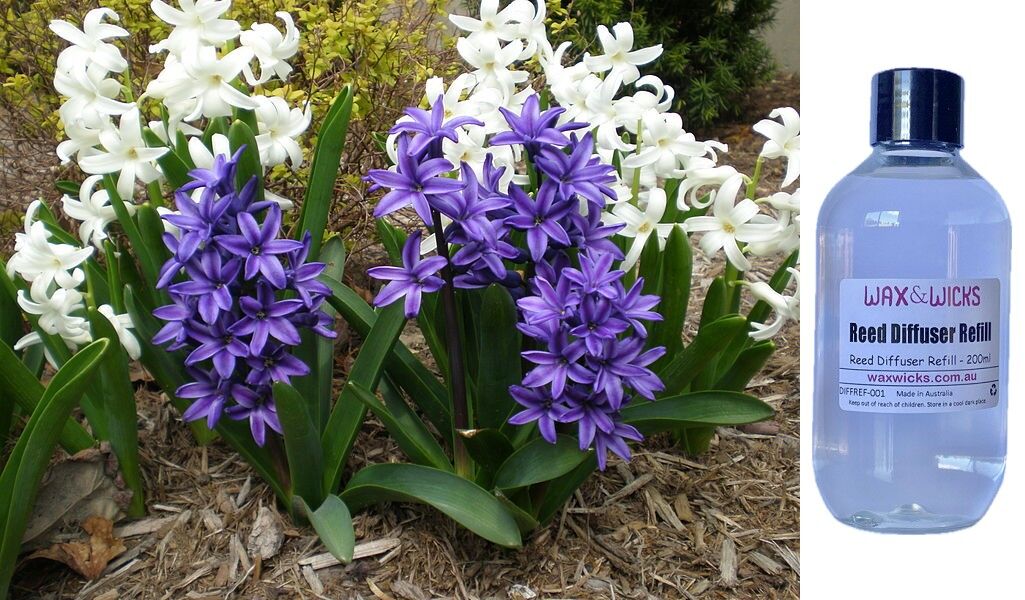 Blooming Hyacinth - Reed Diffuser Refill