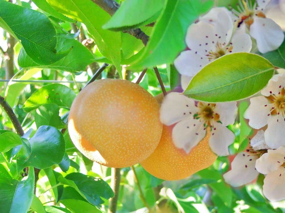 Asian Pear & Lily - Fragrance Oil