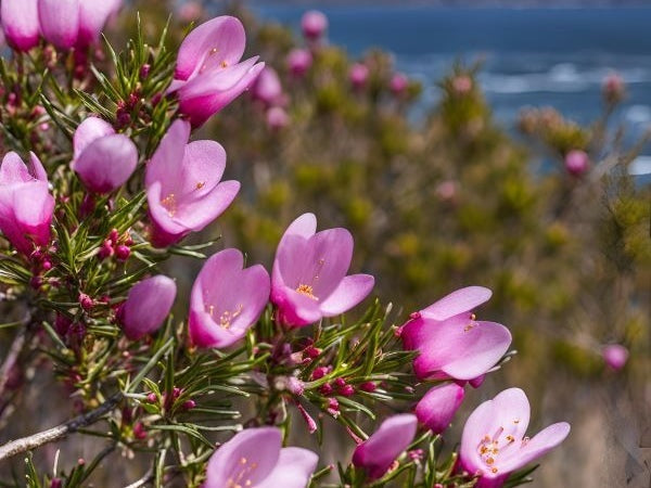 Boronia in Bloom - Fragrance Oil