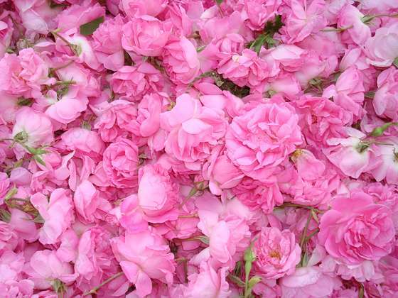 Bulgarian Rose - Fragrance Oil