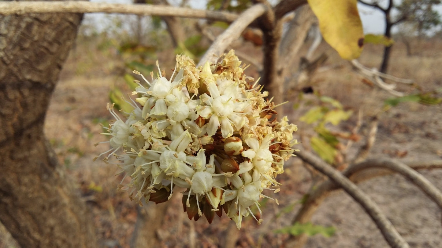 Shea Blossom - Fragrance Oil