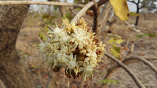Shea Blossom - Fragrance Oil