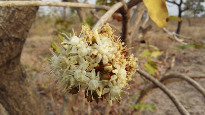 Shea Blossom - Fragrance Oil