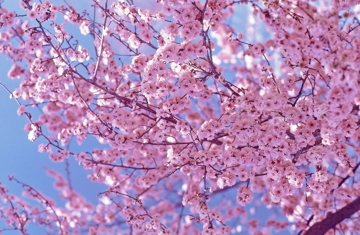 Cherry Blossom - Fragrance Oil