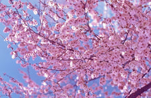 Cherry Blossom - Fragrance Oil