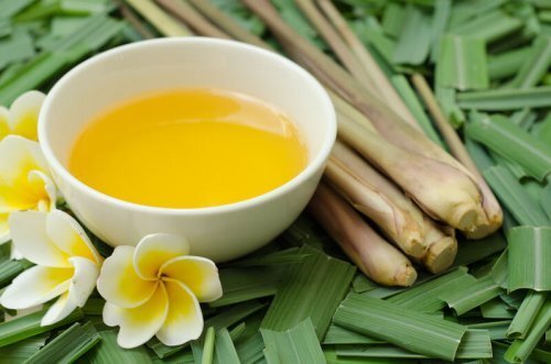 Citronella - Fragrance Oil