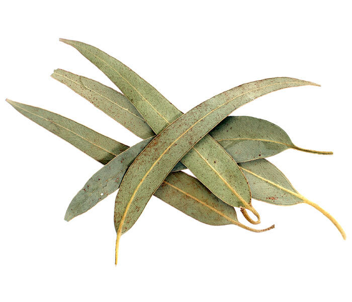 Eucalyptus Leaf - Fragrance Oil