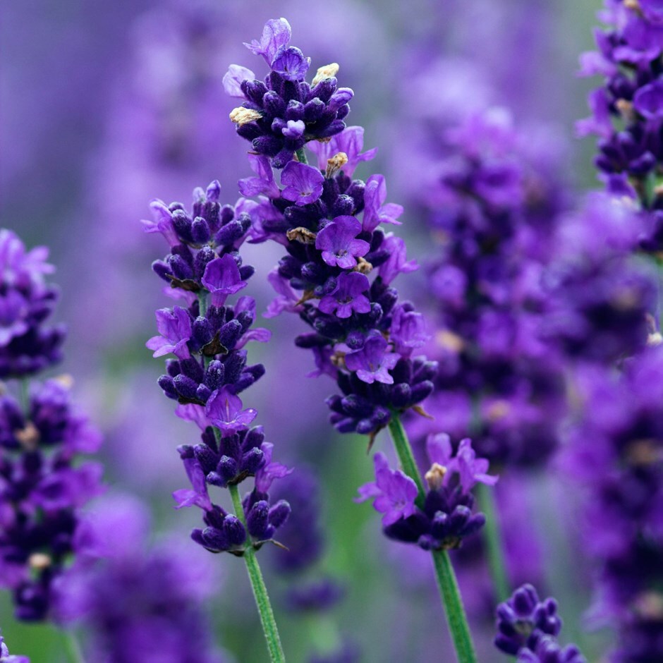 French Cade Lavender - Fragrance Oil