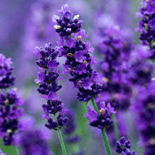 French Cade Lavender - Fragrance Oil