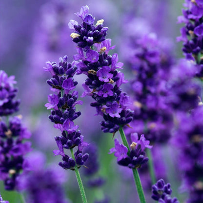 French Cade Lavender - Fragrance Oil