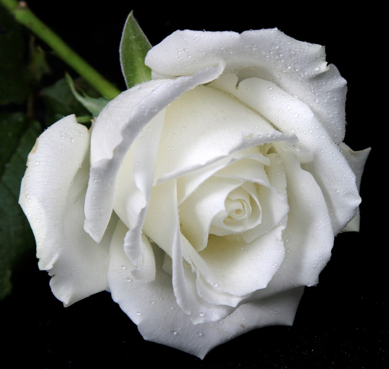 White Rose & Bergamot - Fragrance Oil